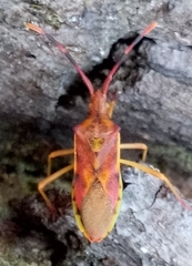 Gonocerus juniperi