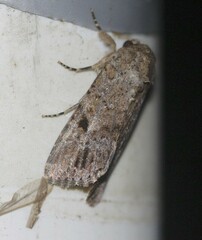 Spodoptera exempta