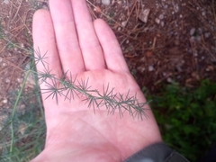 Asparagus acutifolius