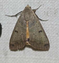 Ophiusa disjungens