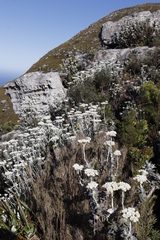 Helichrysum fruticans