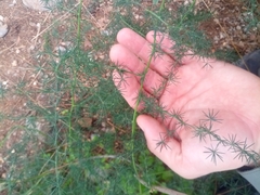 Asparagus acutifolius