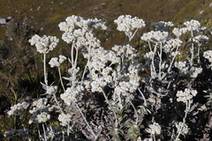 Helichrysum fruticans