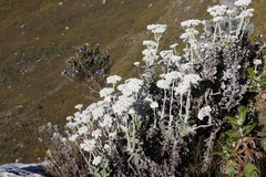 Helichrysum fruticans