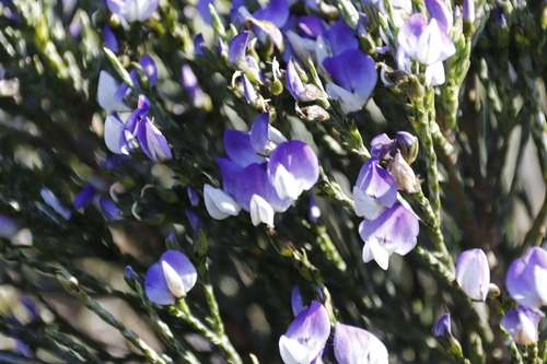Image of Psoralea congesta by (c) Tony Rebelo, some rights reserved (CC BY-SA)