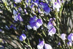 Psoralea congesta