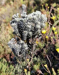 Xiphotheca fruticosa