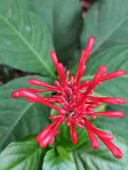 Odontonema
