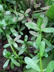 Bacopa