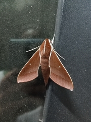 Theretra pallicosta