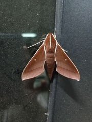 Theretra pallicosta