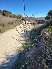 Verbascum pulverulentum
