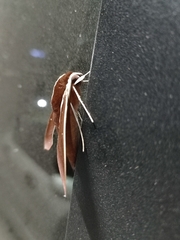 Theretra pallicosta