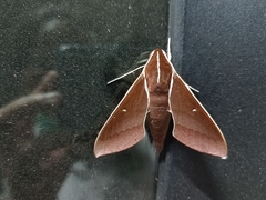 Theretra pallicosta