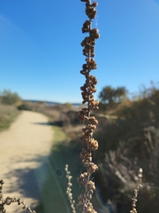Verbascum pulverulentum