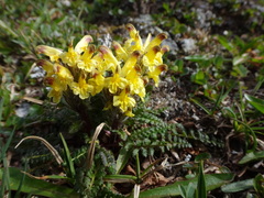 Pedicularis oederi