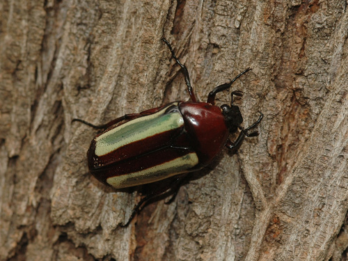 Chlorocala guerini