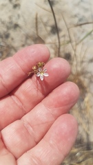 Wahlenbergia androsacea
