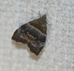 Choreutis sycopola