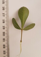 Searsia laevigata laevigata