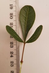 Searsia laevigata laevigata