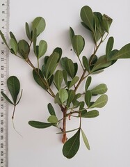 Searsia laevigata laevigata