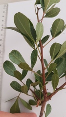 Searsia laevigata laevigata