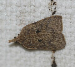 Xenothictis sciaphila