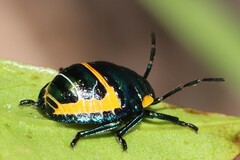Scutiphora pedicellata