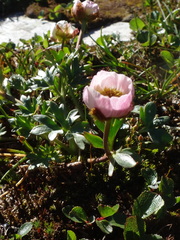 Ranunculus glacialis