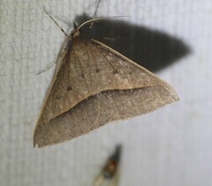 Epidesmia chilonaria