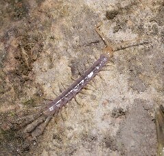 Lithobiidae