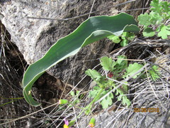 Eriospermum lanceifolium