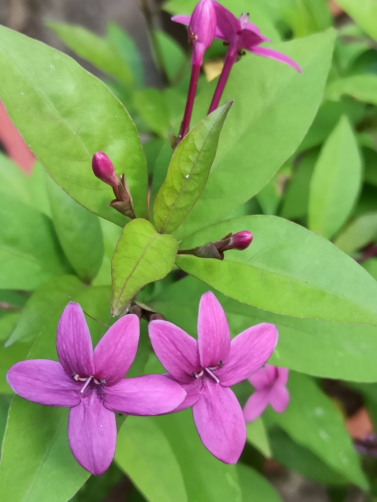Pseuderanthemum laxiflorum, Ramanthali