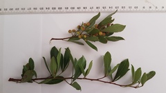 Searsia laevigata laevigata