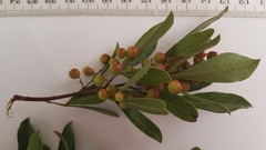 Searsia laevigata laevigata