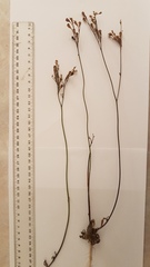 Wahlenbergia androsacea