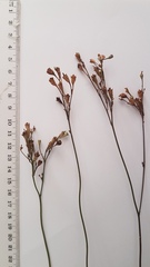 Wahlenbergia androsacea