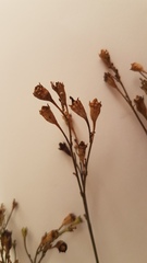 Wahlenbergia androsacea