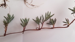 Lampranthus explanatus