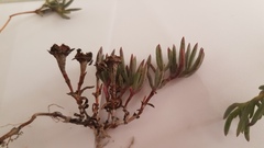 Lampranthus explanatus