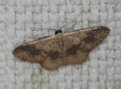 Idaea halmaea