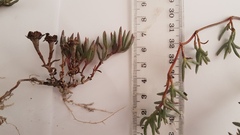 Lampranthus explanatus