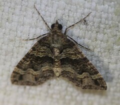 Crasilogia gressitti