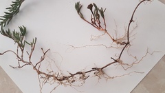 Lampranthus explanatus