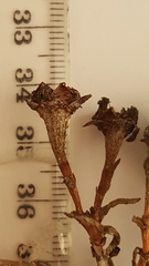 Lampranthus explanatus