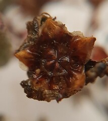 Lampranthus explanatus