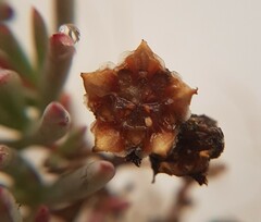 Lampranthus explanatus