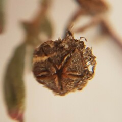 Lampranthus explanatus