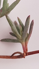 Lampranthus explanatus